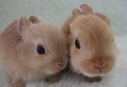 かわいいウサギが2匹並んでいる写真